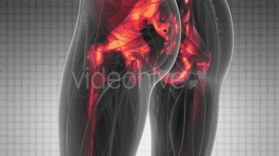 Human Body with Visible Skeletal Bones - Download Videohive 20290784