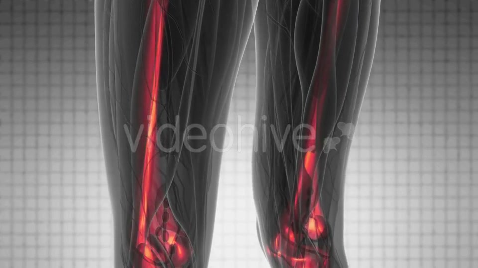 Human Body with Visible Skeletal Bones - Download Videohive 20290784