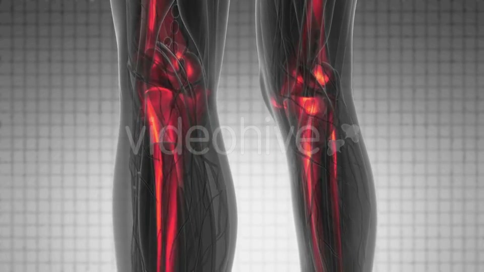 Human Body with Visible Skeletal Bones - Download Videohive 20290784