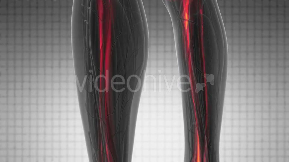 Human Body with Visible Skeletal Bones - Download Videohive 20290784