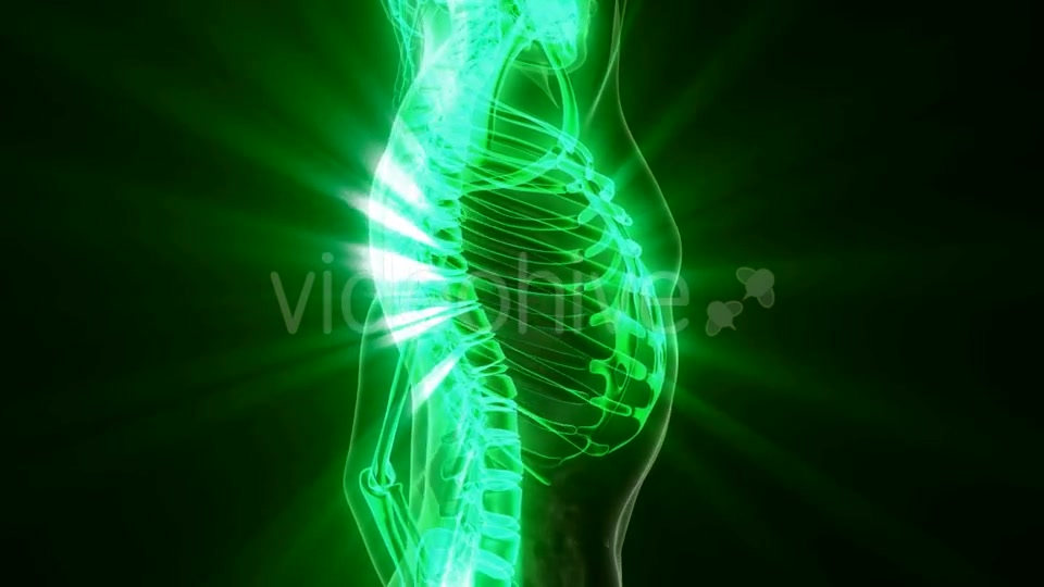 Human Body with Visible Skeletal Bones - Download Videohive 20290836