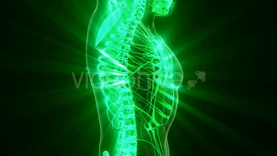 Human Body with Visible Skeletal Bones - Download Videohive 20290836