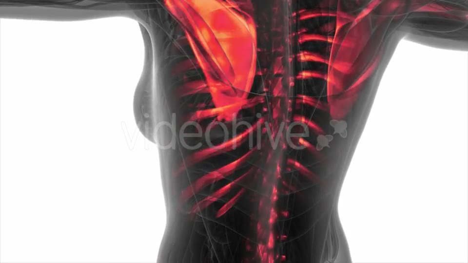Human Body with Visible Skeletal Bones - Download Videohive 20506612