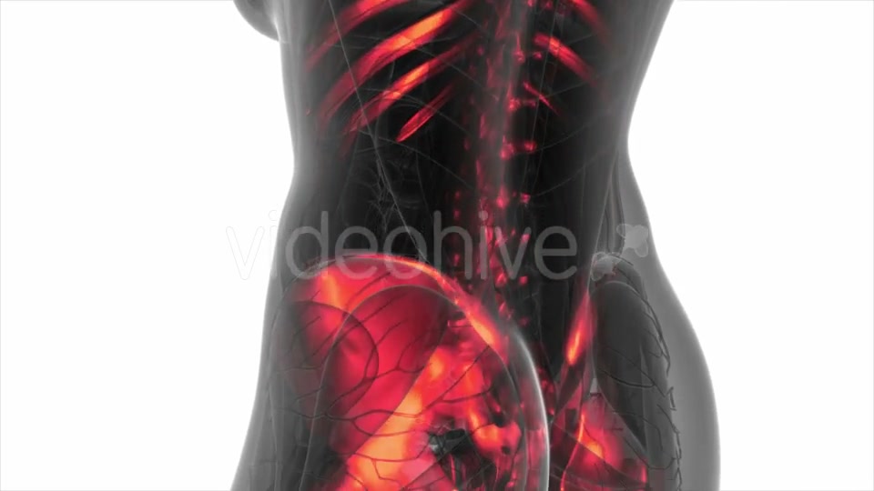 Human Body with Visible Skeletal Bones - Download Videohive 20506612
