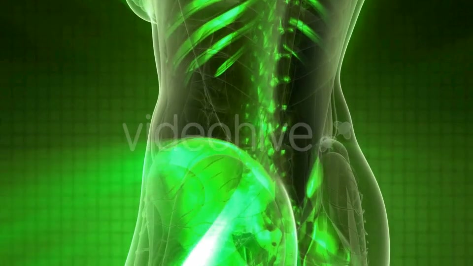 Human Body with Visible Skeletal Bones - Download Videohive 20506675