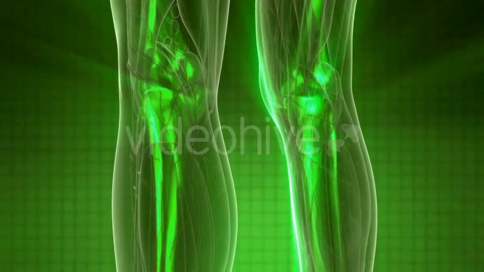 Human Body with Visible Skeletal Bones - Download Videohive 20506675