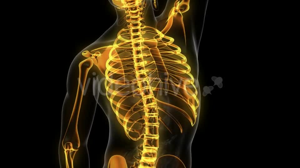 Human Body with Visible Skeletal Bones - Download Videohive 20506714