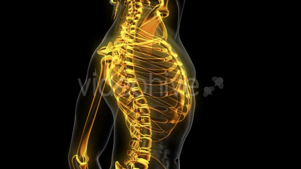 Human Body with Visible Skeletal Bones - Download Videohive 20506714