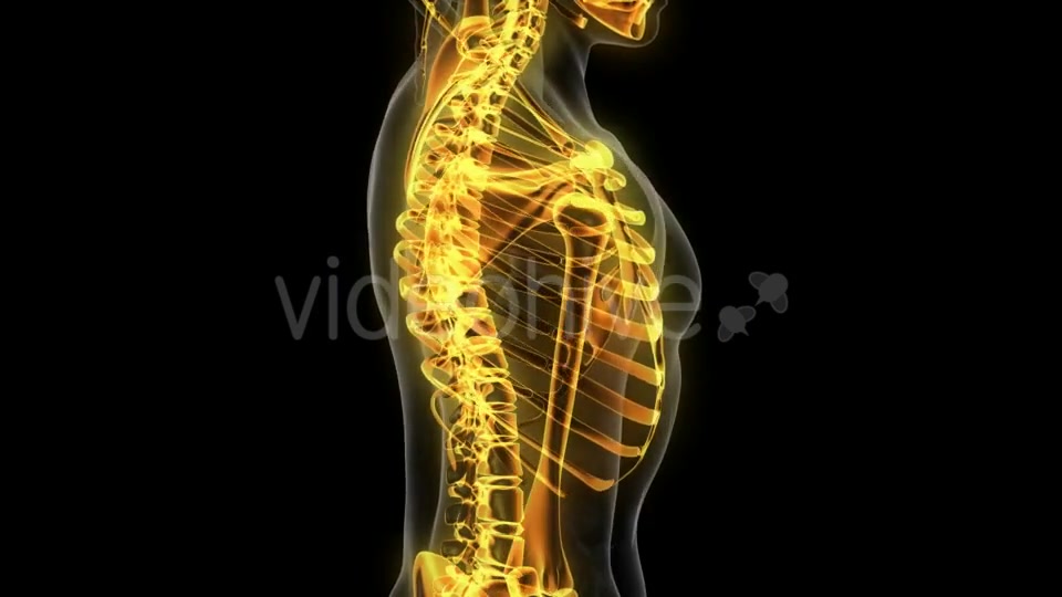 Human Body with Visible Skeletal Bones - Download Videohive 20506714