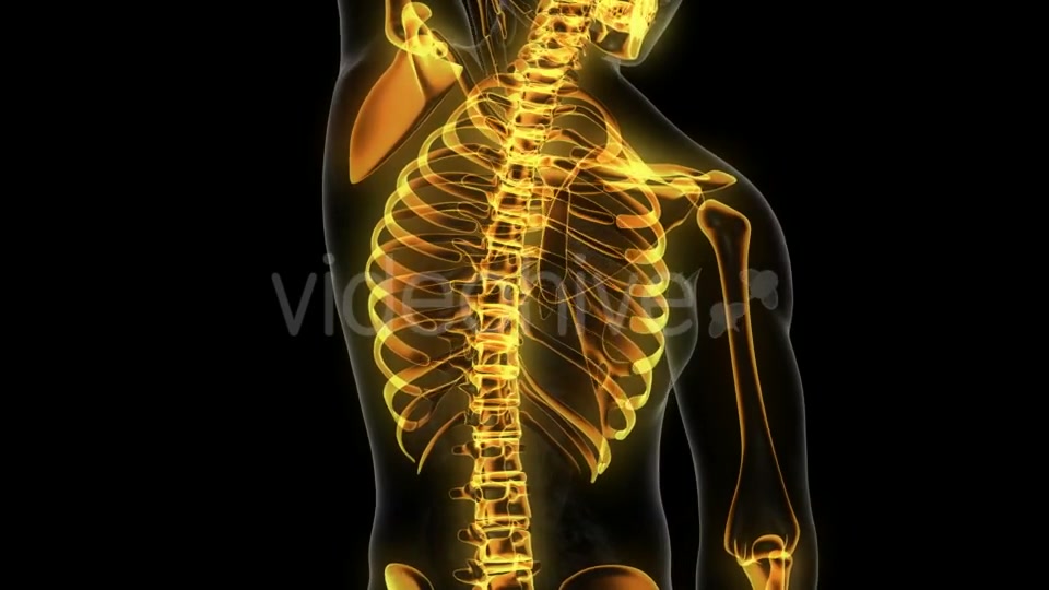 Human Body with Visible Skeletal Bones - Download Videohive 20506714