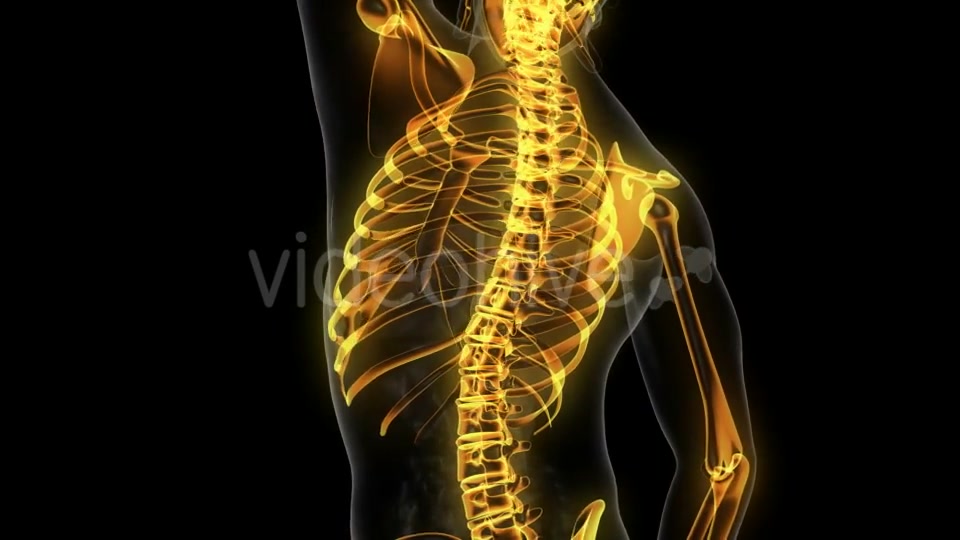 Human Body with Visible Skeletal Bones - Download Videohive 20506714