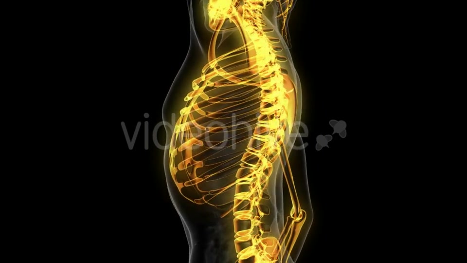 Human Body with Visible Skeletal Bones - Download Videohive 20506714