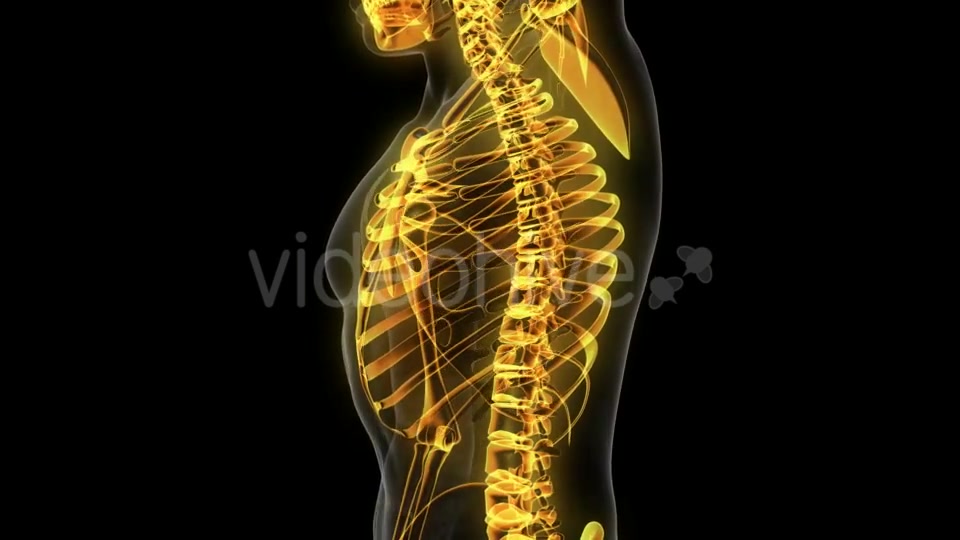 Human Body with Visible Skeletal Bones - Download Videohive 20506714