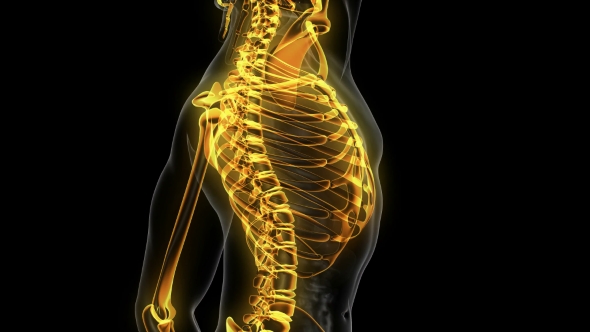 Human Body with Visible Skeletal Bones - Download Videohive 20506714