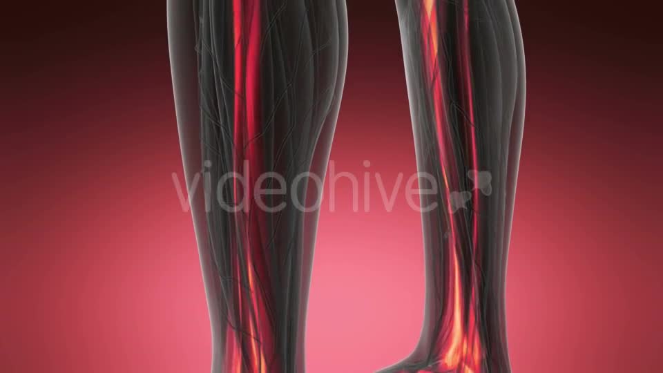 Human Body with Visible Skeletal Bones - Download Videohive 20567281