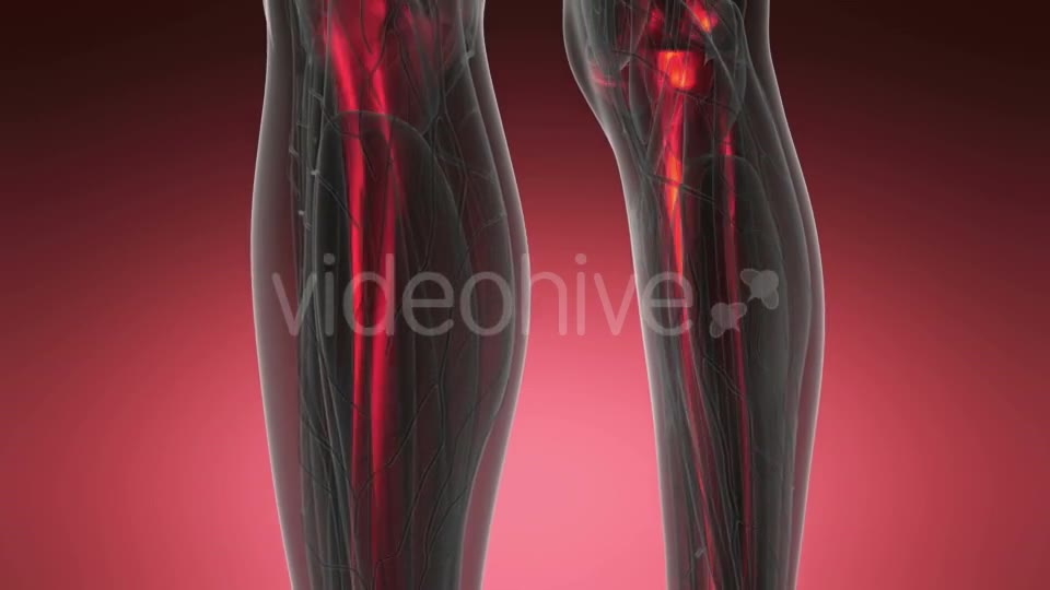 Human Body with Visible Skeletal Bones - Download Videohive 20567281