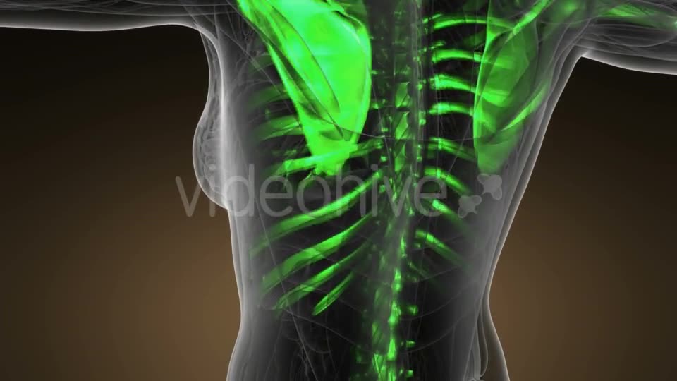 Human Body with Visible Skeletal Bones - Download Videohive 20624969