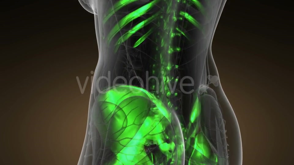 Human Body with Visible Skeletal Bones - Download Videohive 20624969