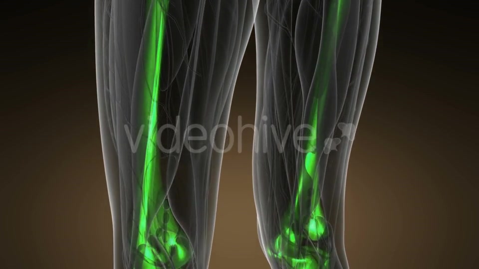 Human Body with Visible Skeletal Bones - Download Videohive 20624969