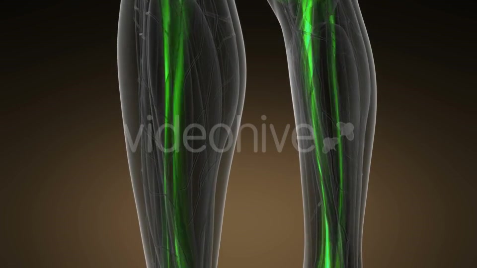 Human Body with Visible Skeletal Bones - Download Videohive 20624969