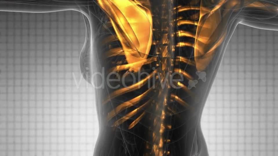 Human Body with Visible Skeletal Bones - Download Videohive 20734207