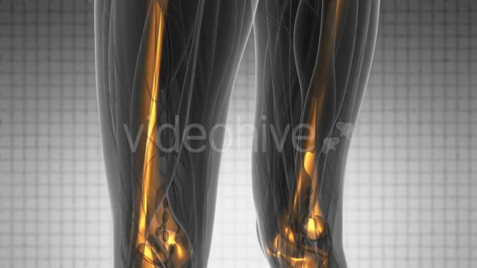 Human Body with Visible Skeletal Bones - Download Videohive 20734207