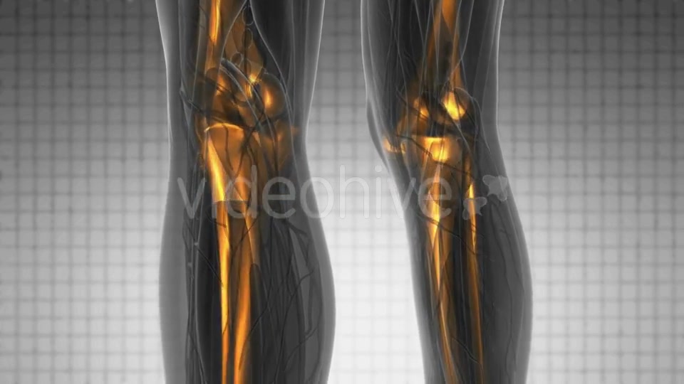 Human Body with Visible Skeletal Bones - Download Videohive 20734207