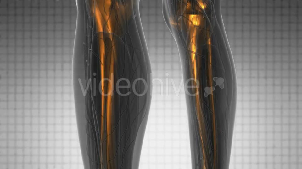Human Body with Visible Skeletal Bones - Download Videohive 20777886