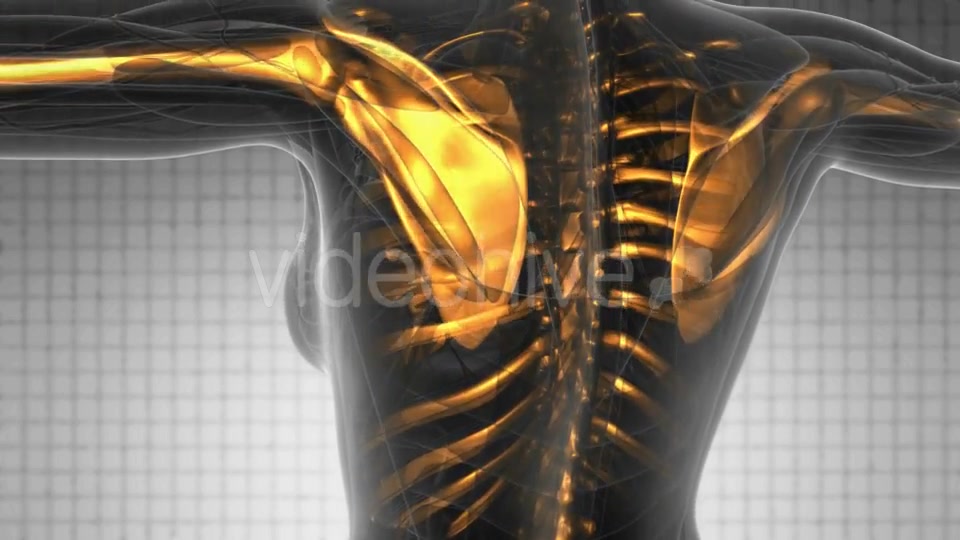 Human Body with Visible Skeletal Bones - Download Videohive 20777886