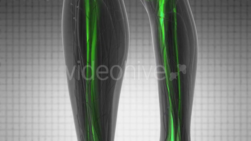 Human Body with Visible Skeletal Bones - Download Videohive 20778205