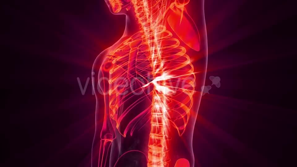 Human Body with Visible Skeletal Bones - Download Videohive 20823649