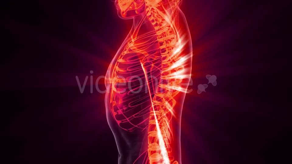 Human Body with Visible Skeletal Bones - Download Videohive 20823649