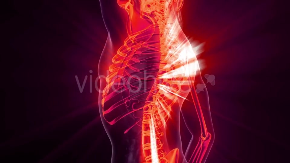 Human Body with Visible Skeletal Bones - Download Videohive 20823649