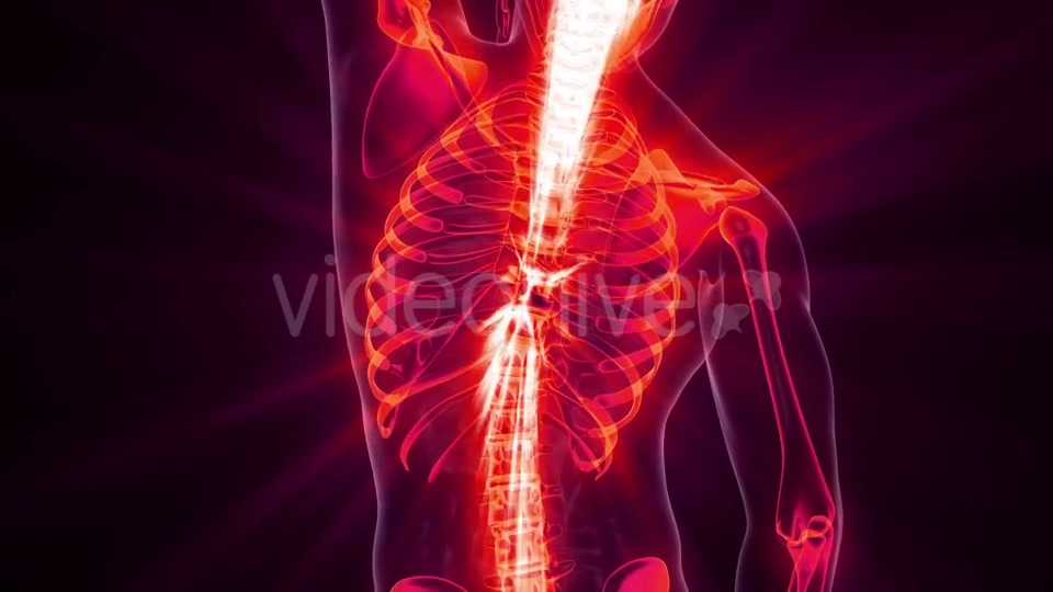 Human Body with Visible Skeletal Bones - Download Videohive 20823649