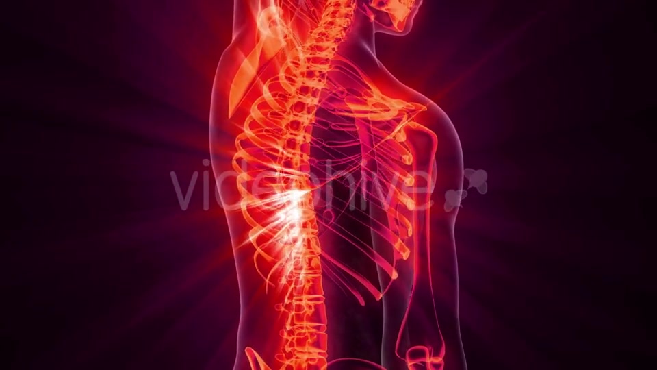 Human Body with Visible Skeletal Bones - Download Videohive 20823649