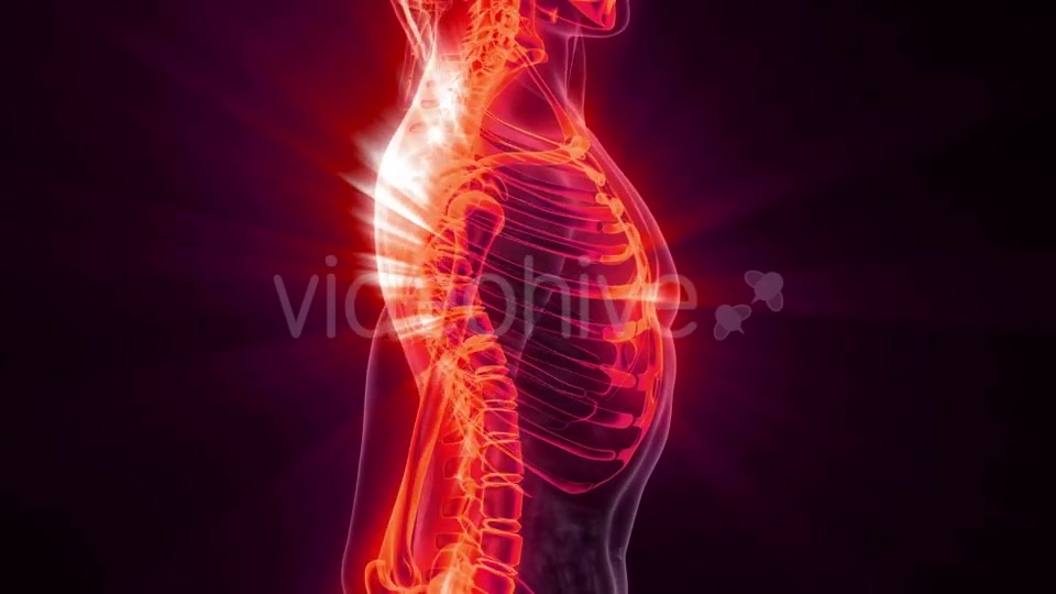 Human Body with Visible Skeletal Bones - Download Videohive 20823649