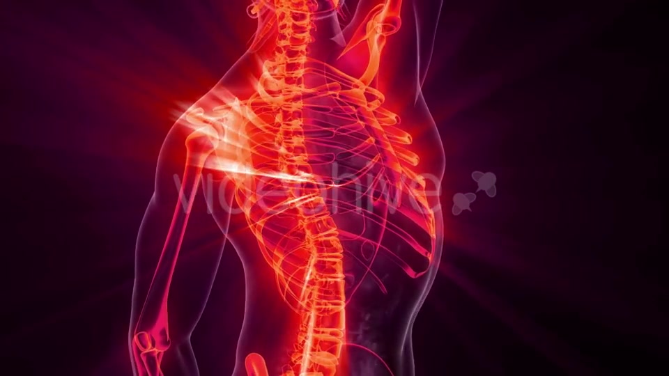 Human Body with Visible Skeletal Bones - Download Videohive 20823649