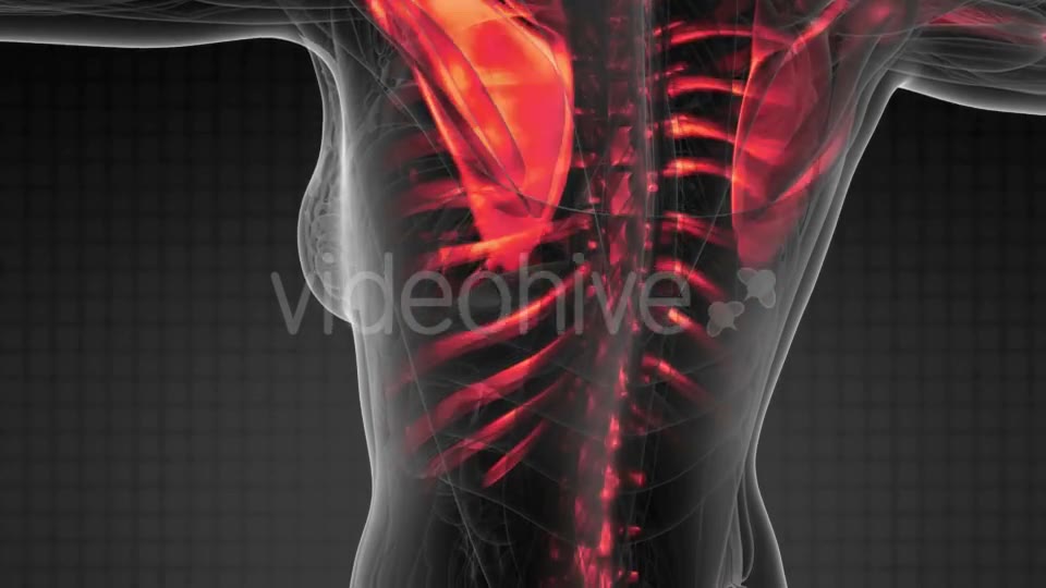 Human Body with Visible Skeletal Bones - Download Videohive 20881848