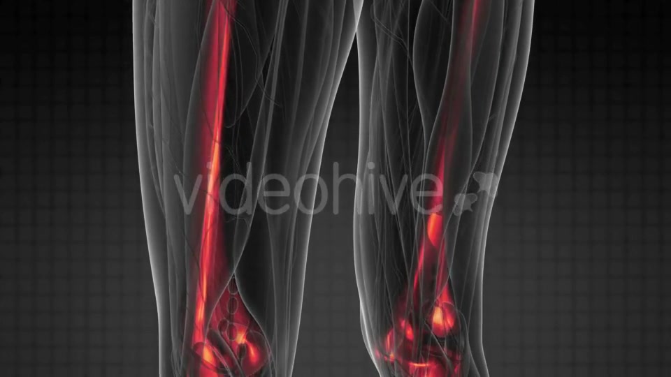 Human Body with Visible Skeletal Bones - Download Videohive 20881848