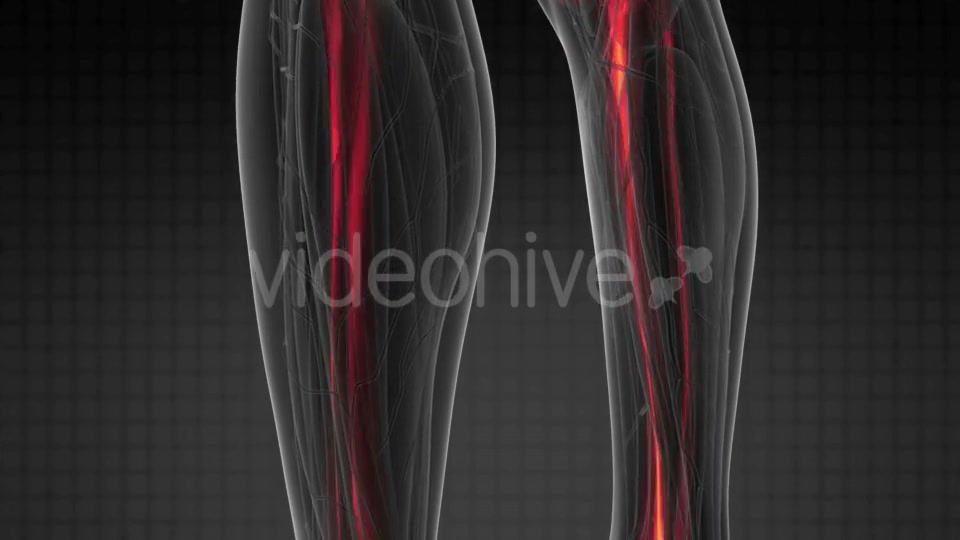 Human Body with Visible Skeletal Bones - Download Videohive 20881848