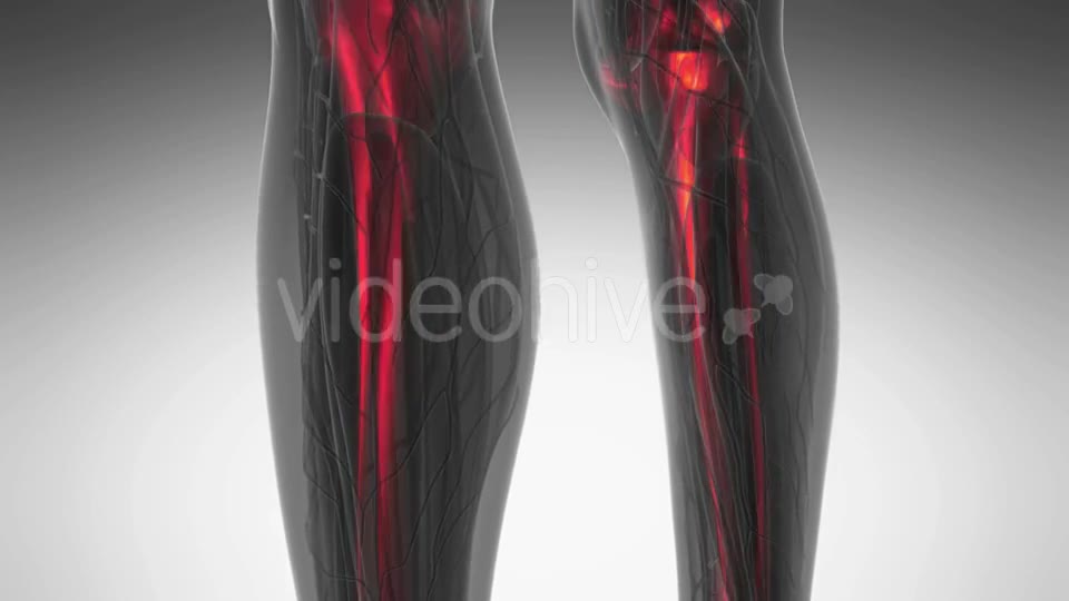 Human Body with Visible Skeletal Bones - Download Videohive 20902723