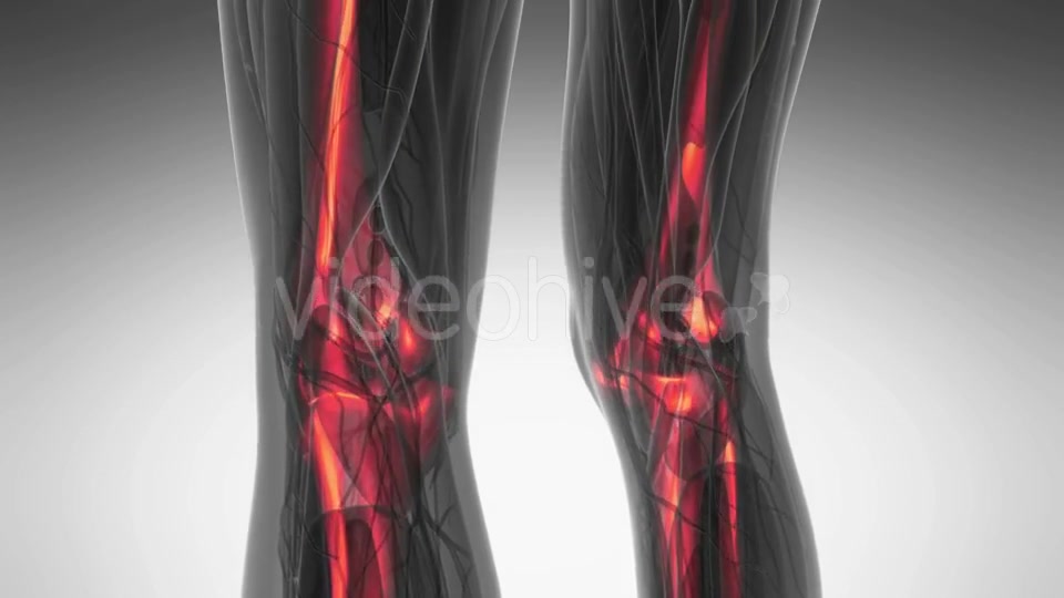 Human Body with Visible Skeletal Bones - Download Videohive 20902723