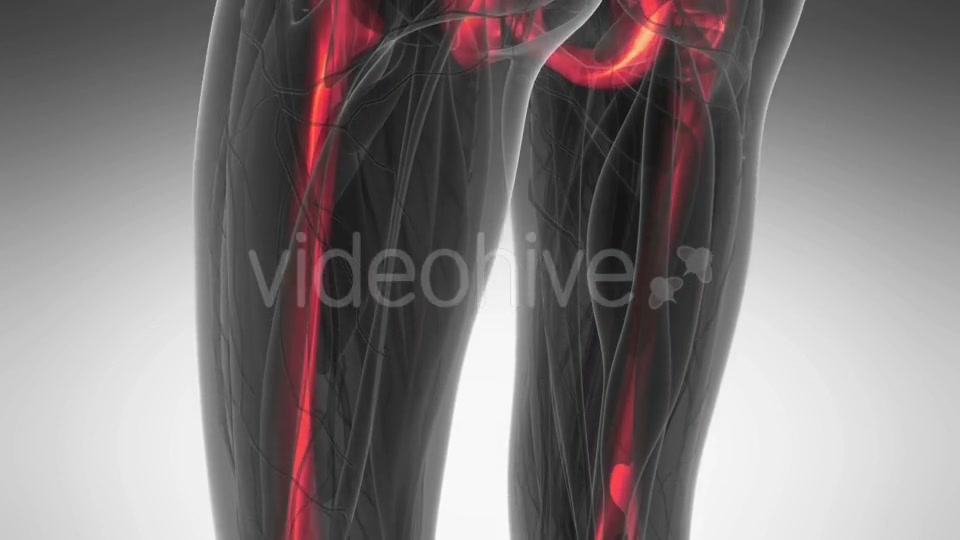 Human Body with Visible Skeletal Bones - Download Videohive 20902723