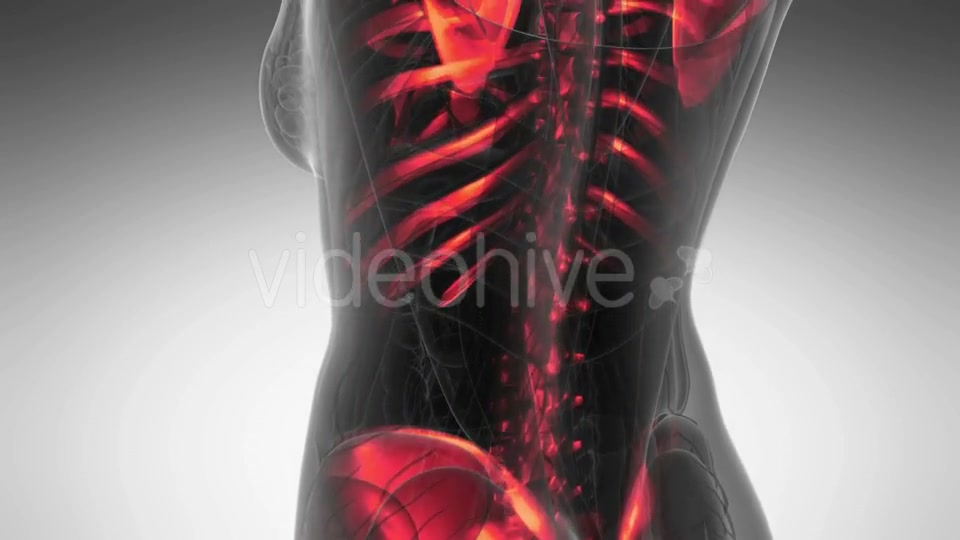 Human Body with Visible Skeletal Bones - Download Videohive 20902723