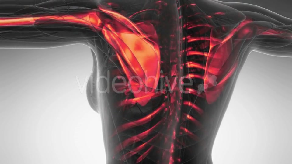 Human Body with Visible Skeletal Bones - Download Videohive 20902723