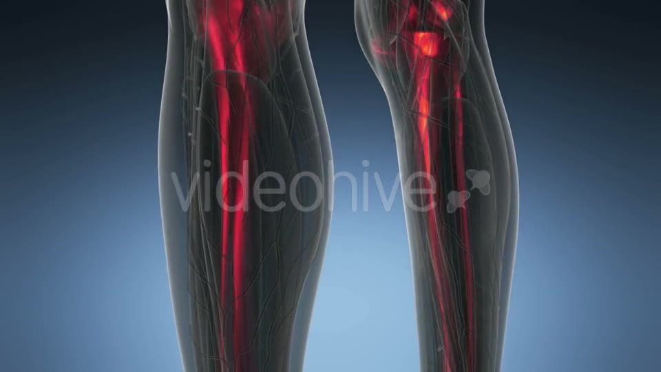 Human Body with Visible Skeletal Bones - Download Videohive 20902733