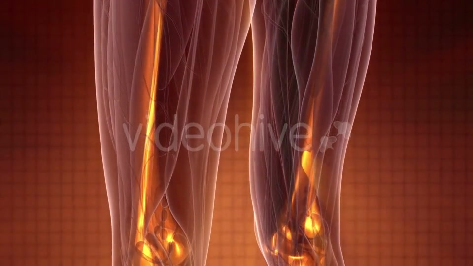Human Body with Visible Skeletal Bones - Download Videohive 20986992