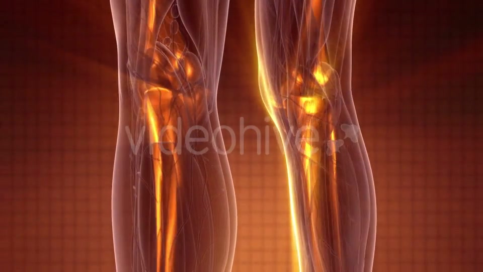 Human Body with Visible Skeletal Bones - Download Videohive 20986992