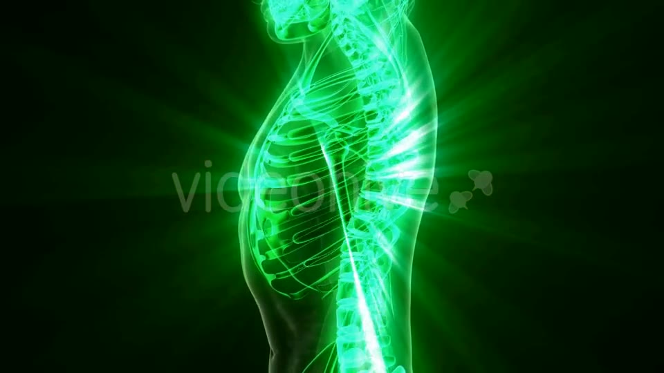 Human Body with Visible Skeletal Bones - Download Videohive 20987001