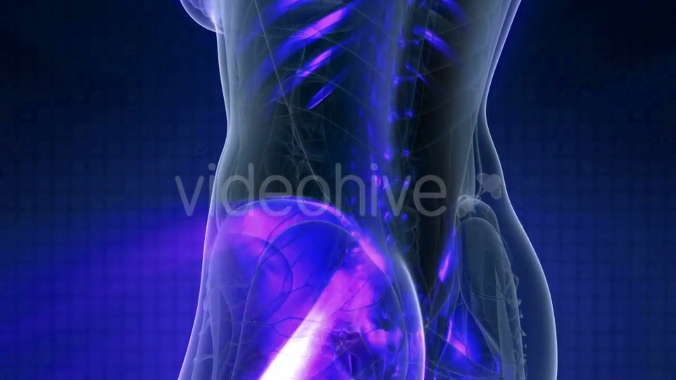 Human Body with Visible Skeletal Bones - Download Videohive 20987067